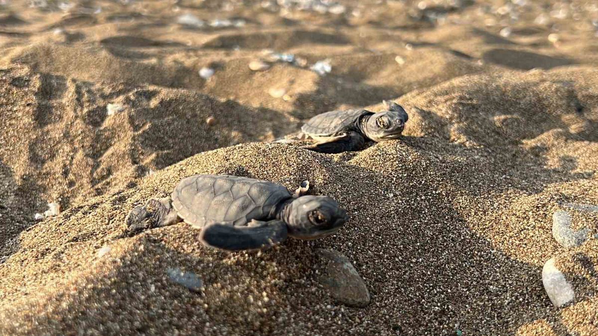 Mersin'de kaplumbağa yavrularının deniz yolculuğu sürüyor