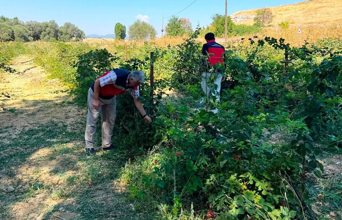 Dumlupınar'da Böğürtlen Üretim Alanları Denetlendi