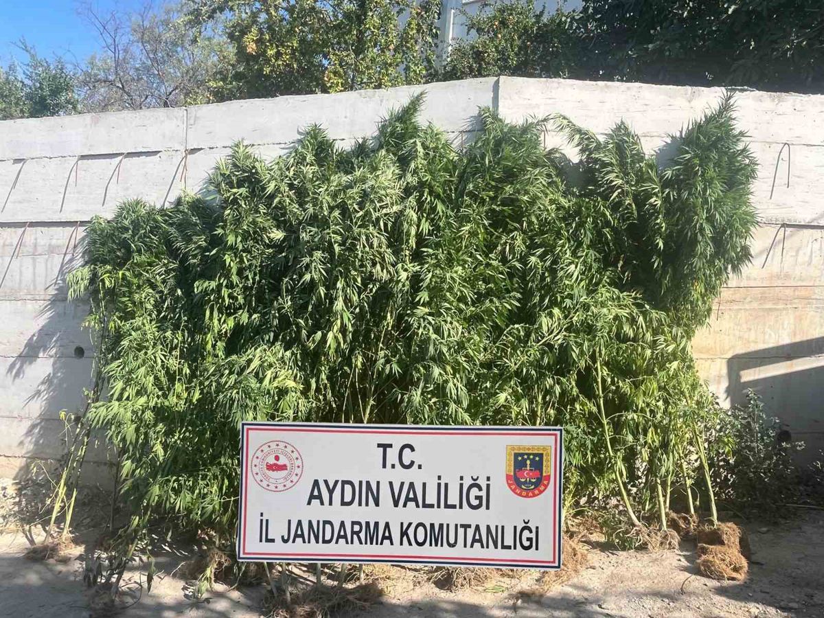 Efeler'de Kenevir Operasyonu: 250 Kök Ele Geçirildi