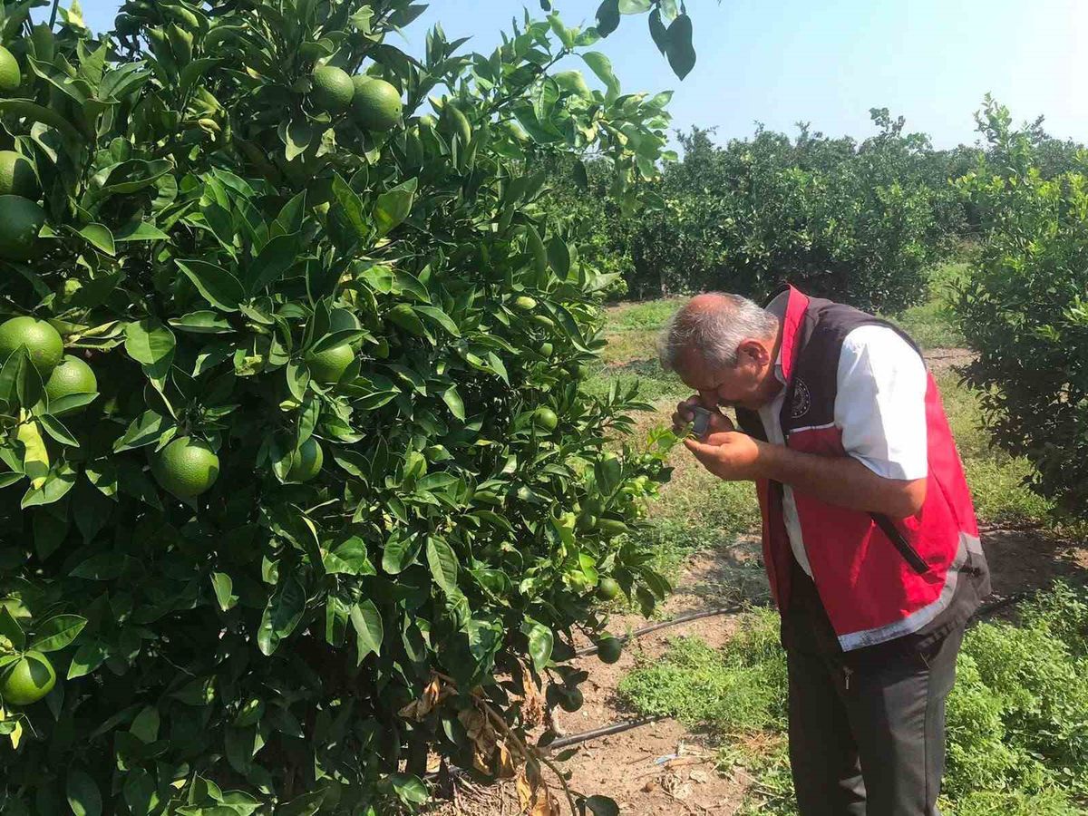 Erzin'de Narenciye Alanlarında Hastalık ve Zararlı Sürveyi Yapıldı