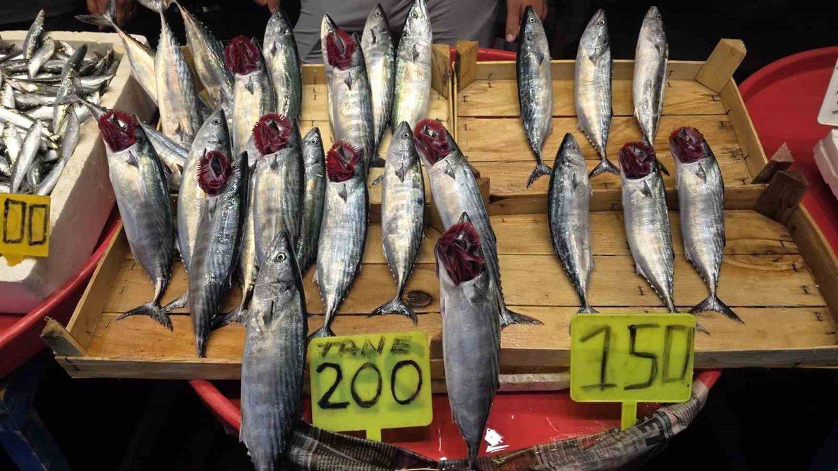 Bandırma'da yeni sezon hazırlıkları: Palamut bolluğu bekleniyor