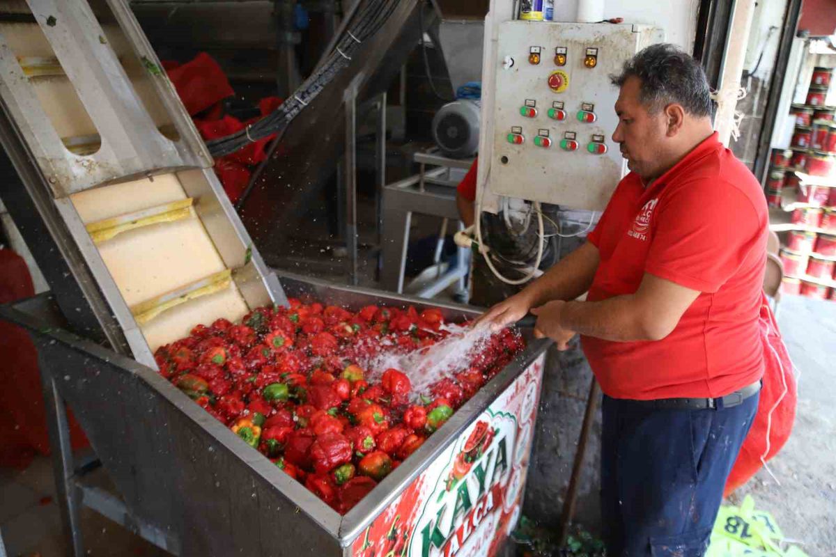 Gaziantep'te Kışlık Biber Salçası Mesaisi Başladı
