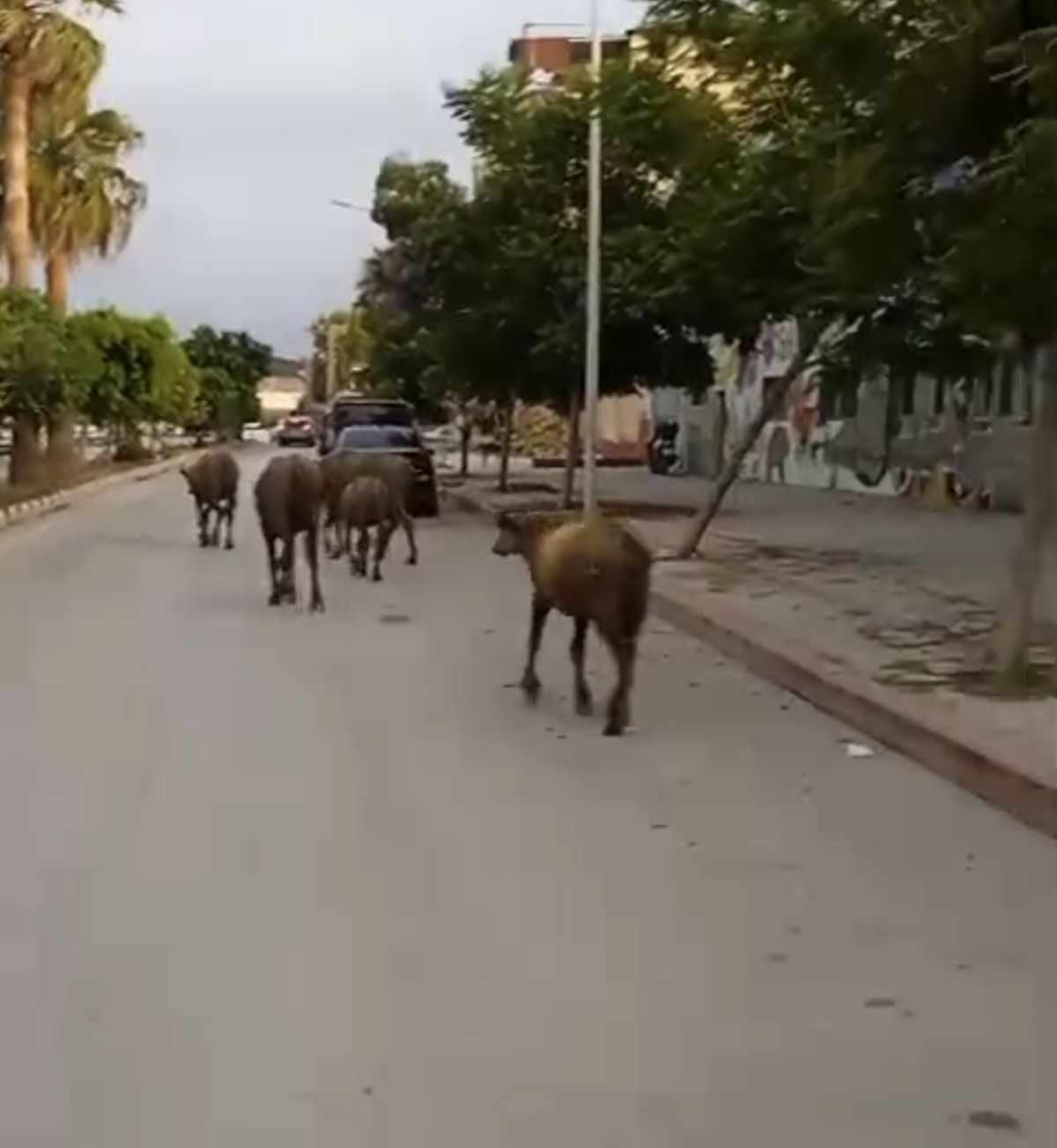 Samandağ'da Başıboş Anguslar Şehir Trafiğine Çıktı
