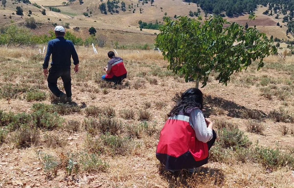 Karbasan'da Organik Adaçayı Üretiminde Denetim