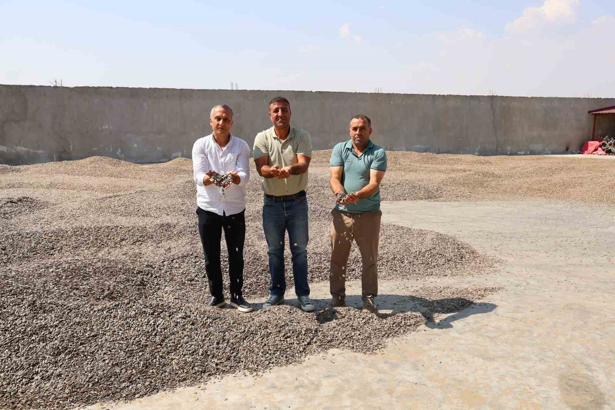 Kahramanmaraş'ta Çerezlik Ay Çekirdeğinde Rekolte 10 Bin Ton Bekleniyor