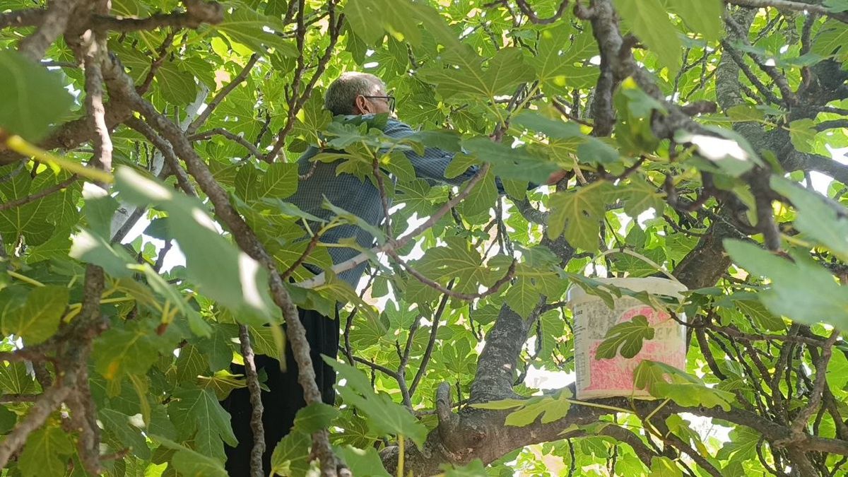 Kozan’da incir hasadı başladı