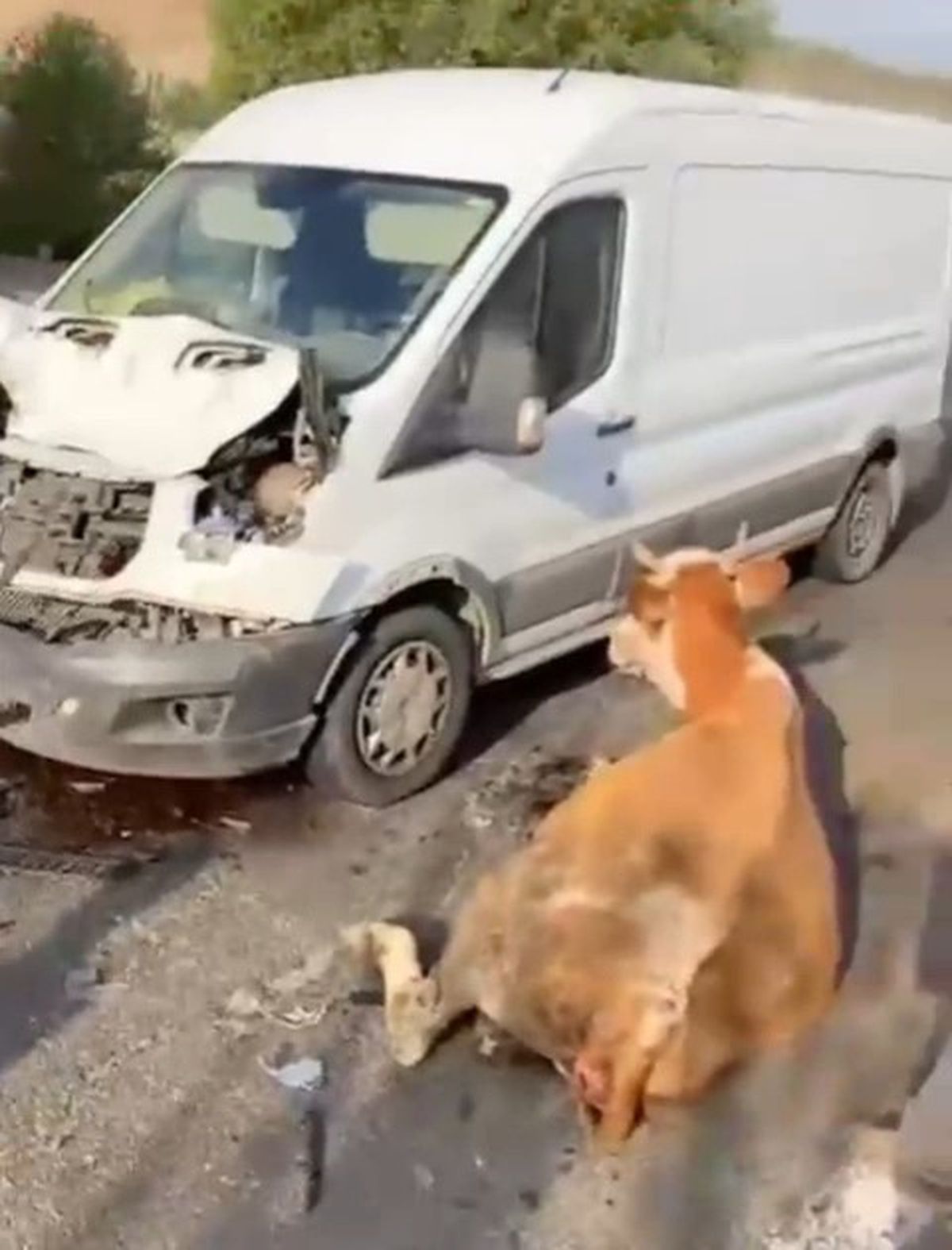 Muş'ta Minibüs İneklere Çarptı: İnekler Son Anda Kesilerek Kurtarıldı