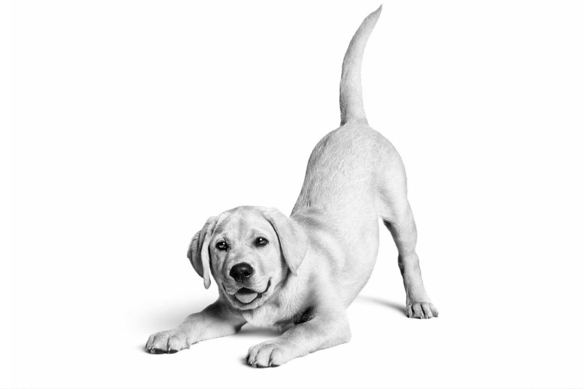 Royal Canin Türkiye’de 10. yılını kutluyor: 6,4 milyon kedi ve köpeğe ulaştı