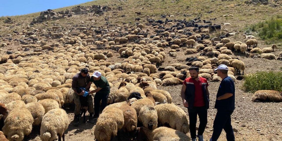 Şırnak'ta yaylalarda hayvan sağlığı için saha çalışmaları sürüyor