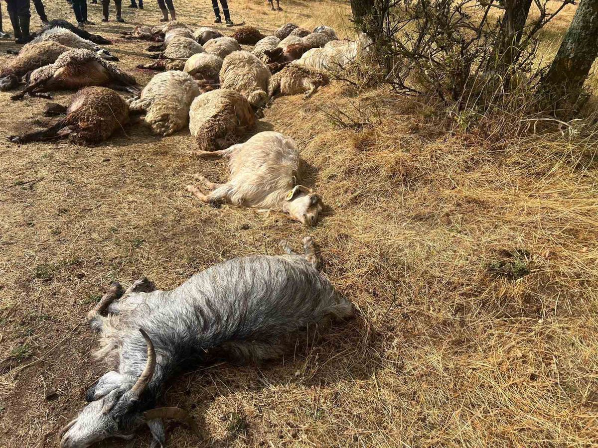 Bitlis'te Yıldırım Felaketi: 36 Küçükbaş Hayvan Telef Oldu