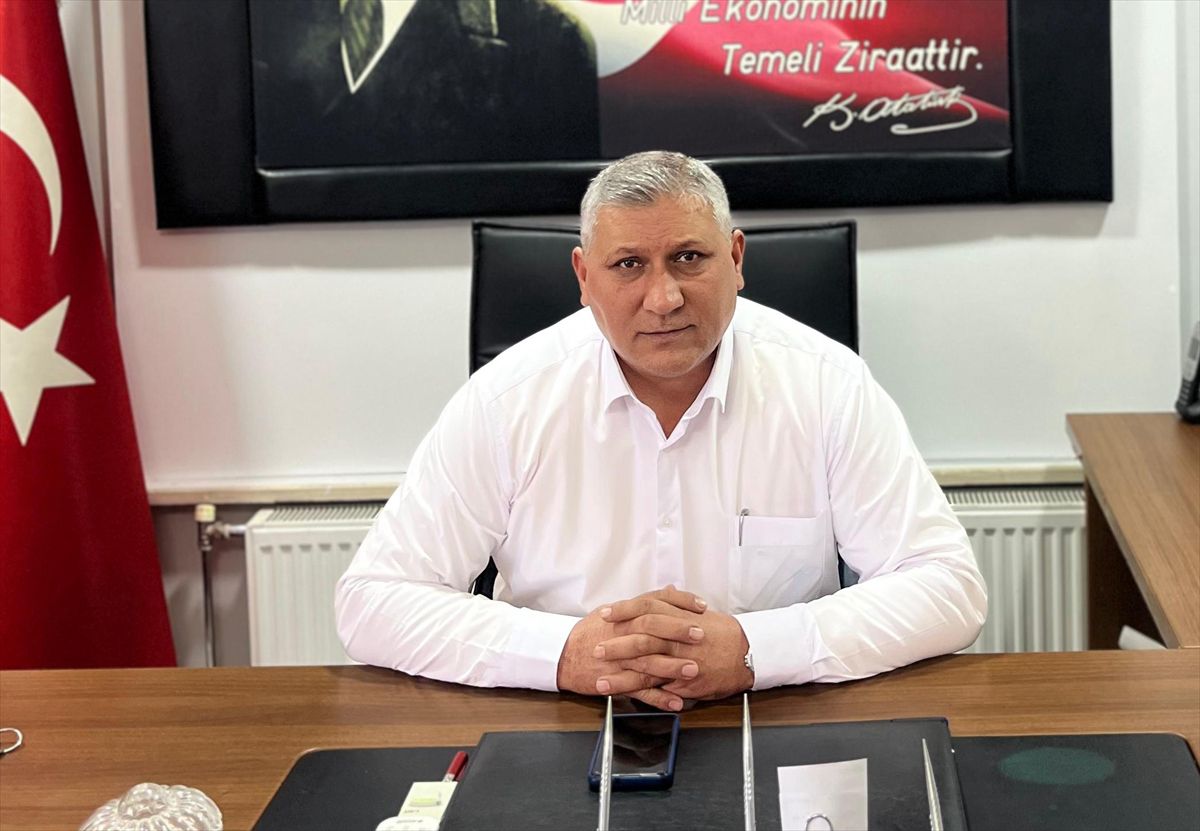 Vezirköprü'de Ayçiçeği Hasadı Başladı