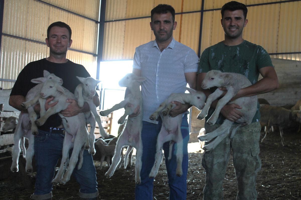 1,1 Milyon TL'lik Koç 'Şampiyon' Üçüz ve İkiz Doğumlarla Rekor Kırdı