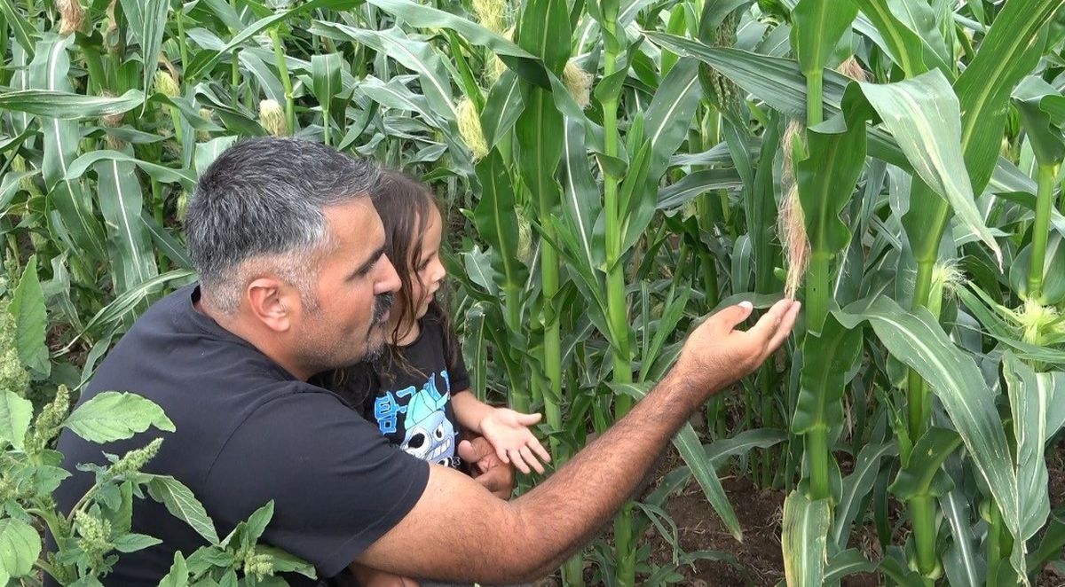 Rusya'dan Tunceli'ye ata tohumu dönüşü