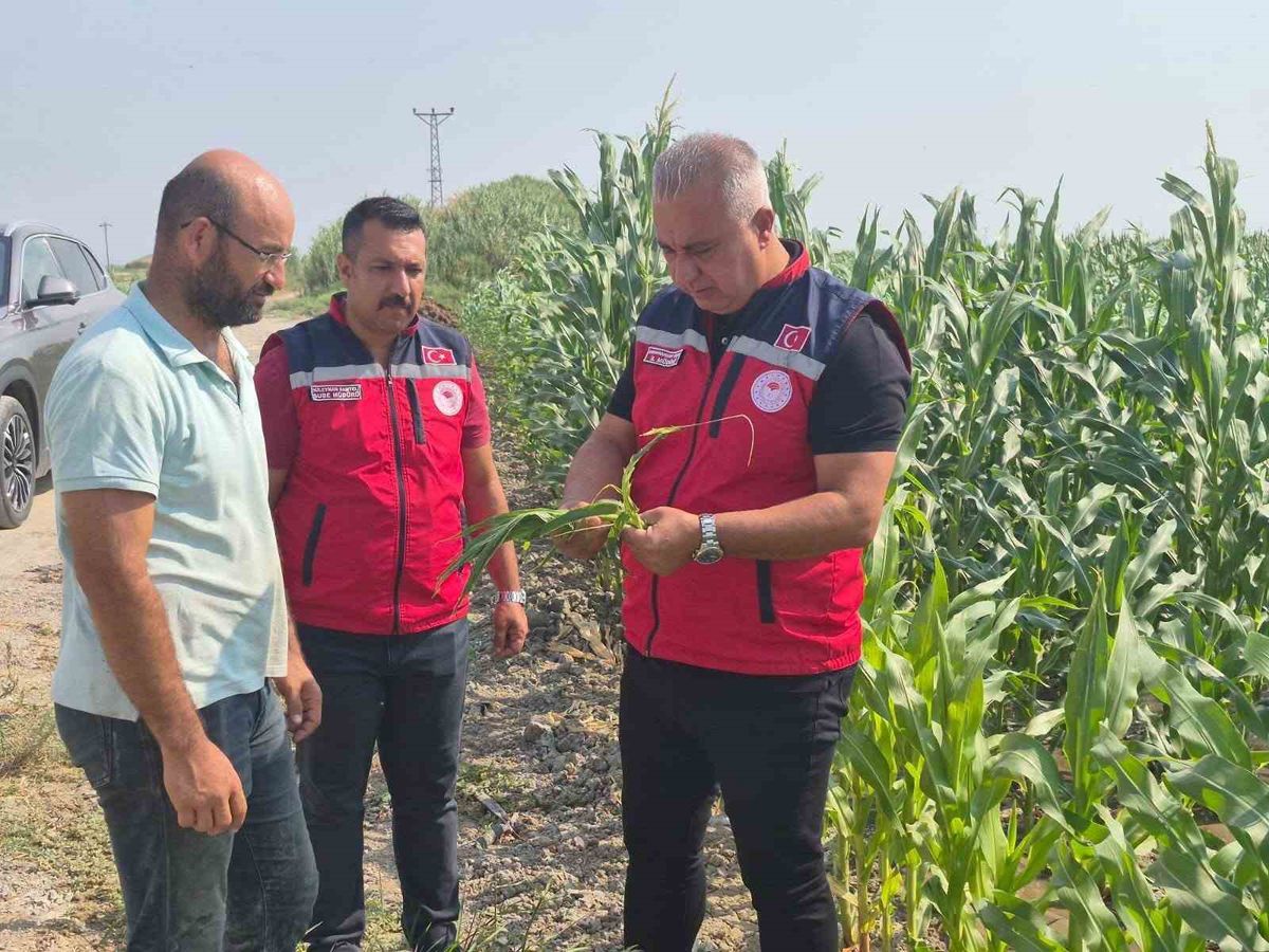 Hatay'da Mısır Hasadı Devam Ediyor: Tarım Müdürü Üreticiyi Ziyaret Etti