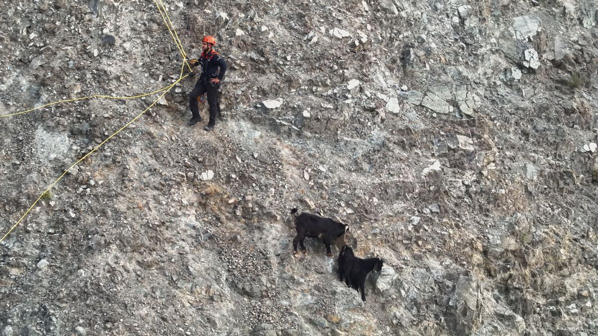 İnatçı Keçiler İçin 2 Saatlik Zorlu Kurtarma Operasyonu