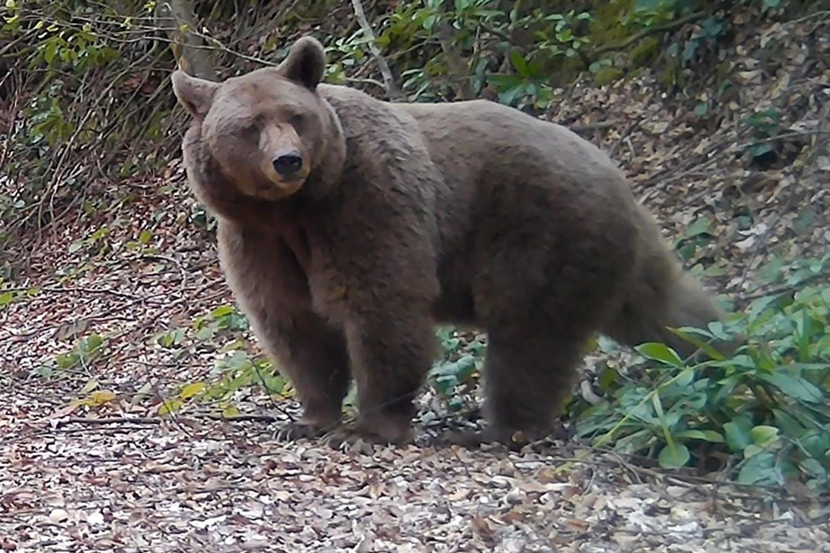 Sakarya’da Fotokapan Yaban Hayatını Görüntüledi