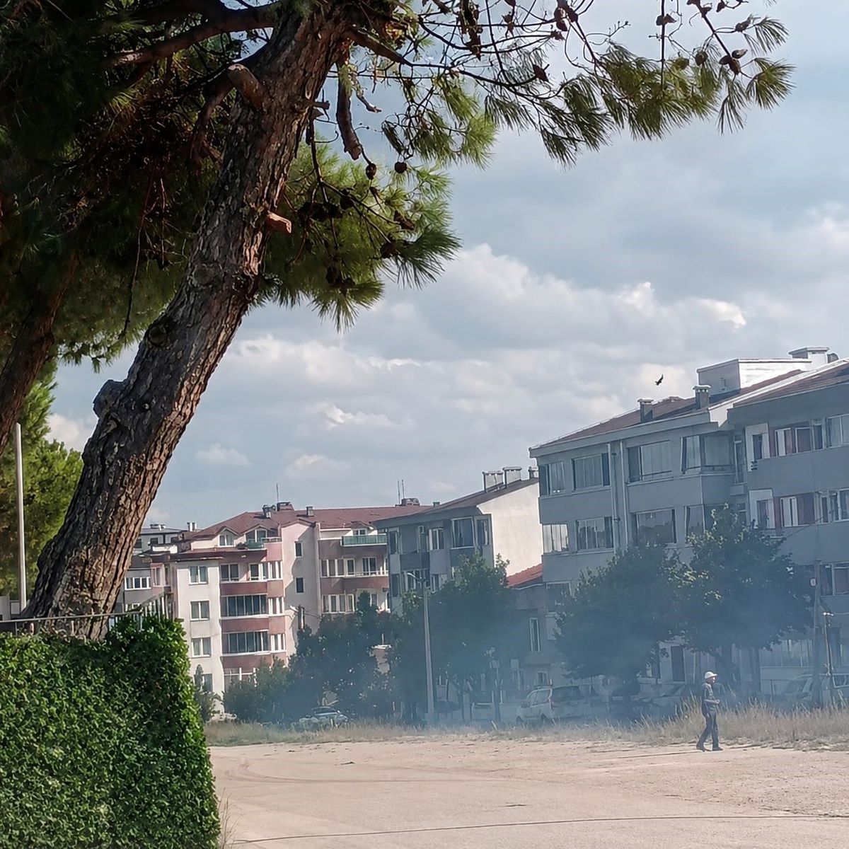 Düğün konvoyundan atılan havai fişek çam ağacını yaktı