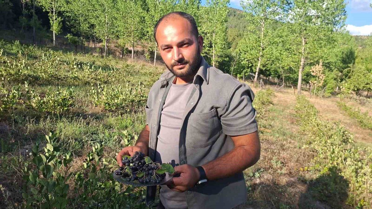 Kütahya'da Aronya Hasadı: 1 Ton Rekolte Beklentisi