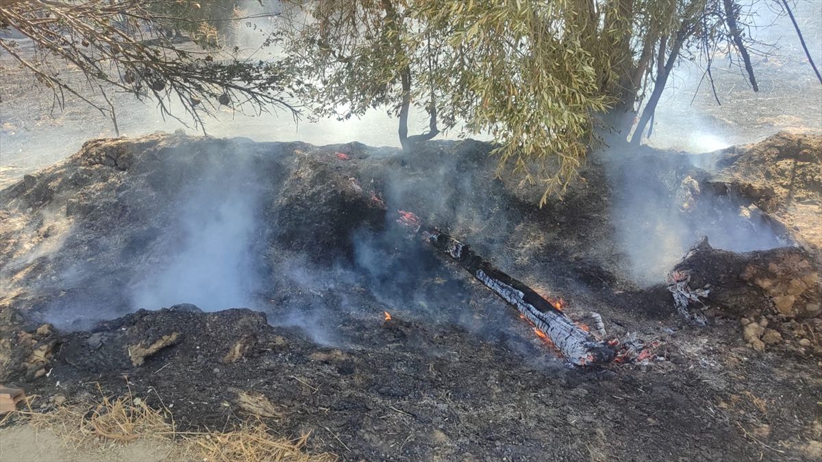 Ödemiş'te Yangın: Zeytin ve Meyve Ağaçları Zarar Gördü