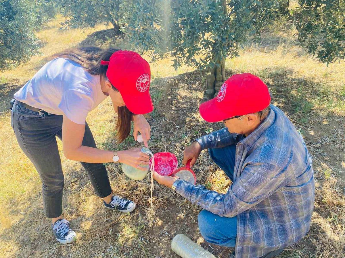 Salihli'de Zeytin Üreticilerine Zeytin Sineği Uyarısı