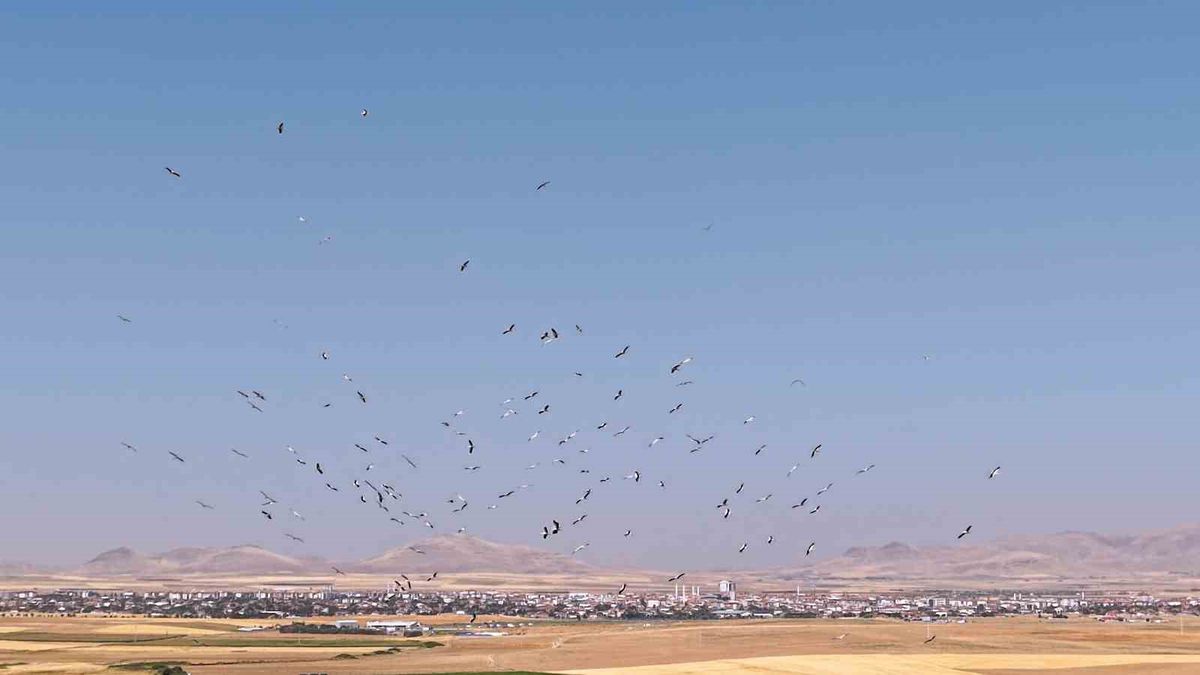 Düden Gölü'nde leylek şöleni dronla kaydedildi