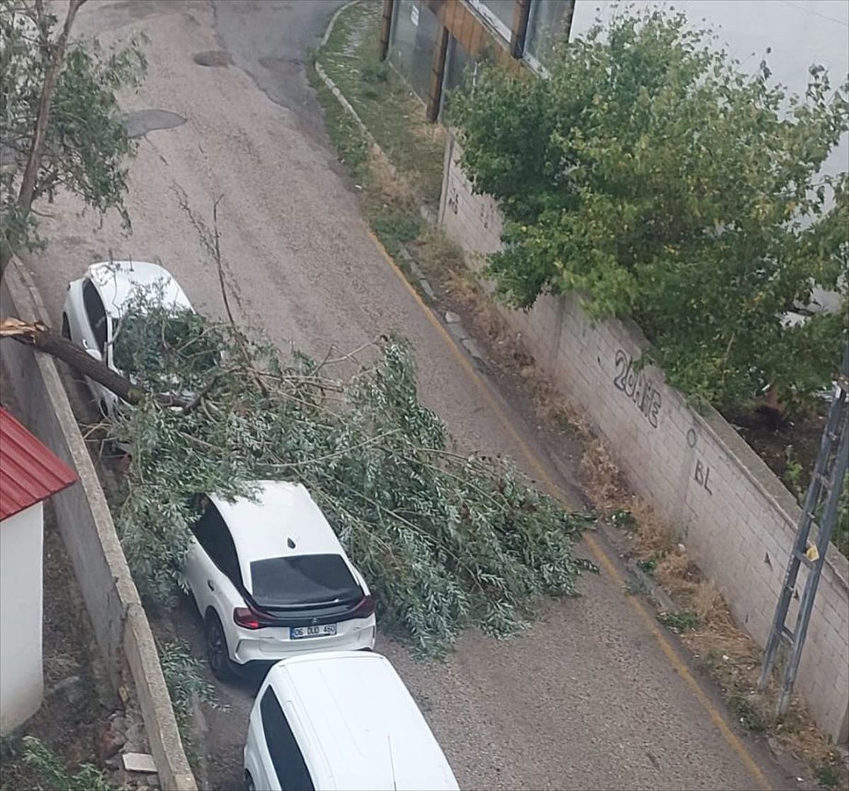 Fırtınada devrilen ağaç iki araca zarar verdi