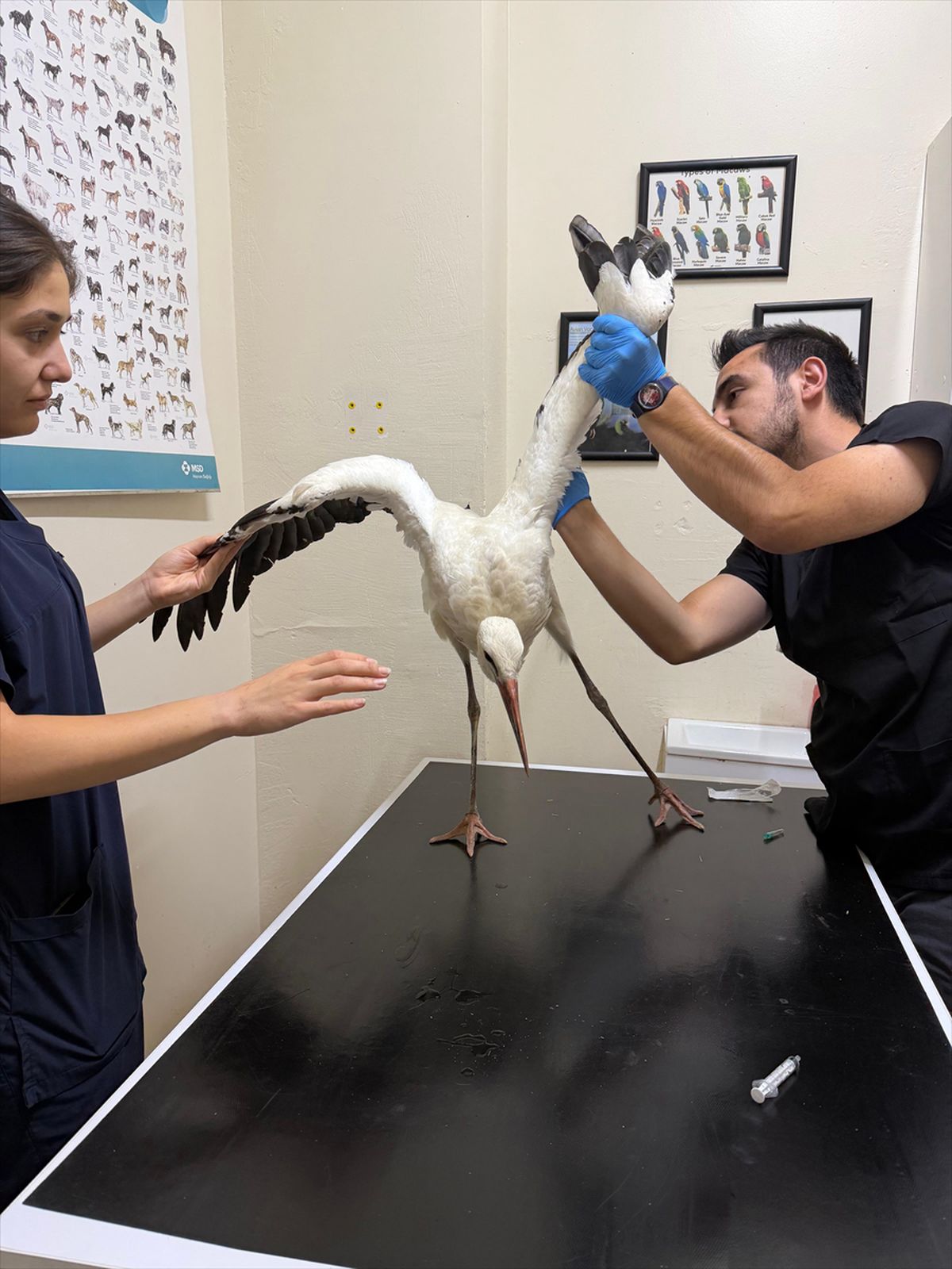Yaralı leylek tedavi sonrası rehabilitasyonda