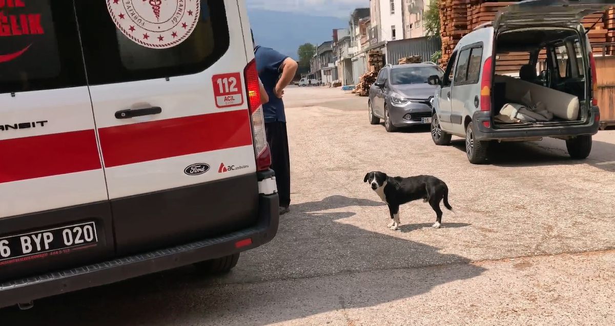 Köpeğe Çarpmamak İçin Manevra Yapan Motosiklet Sürücüsü Yaralandı