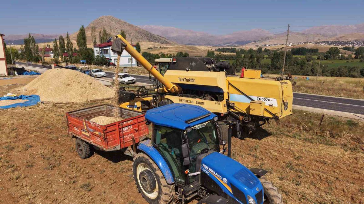 Tufanbeyli'de Nohut Hasadı Başladı: Rekolte ve Kalite Yüksek