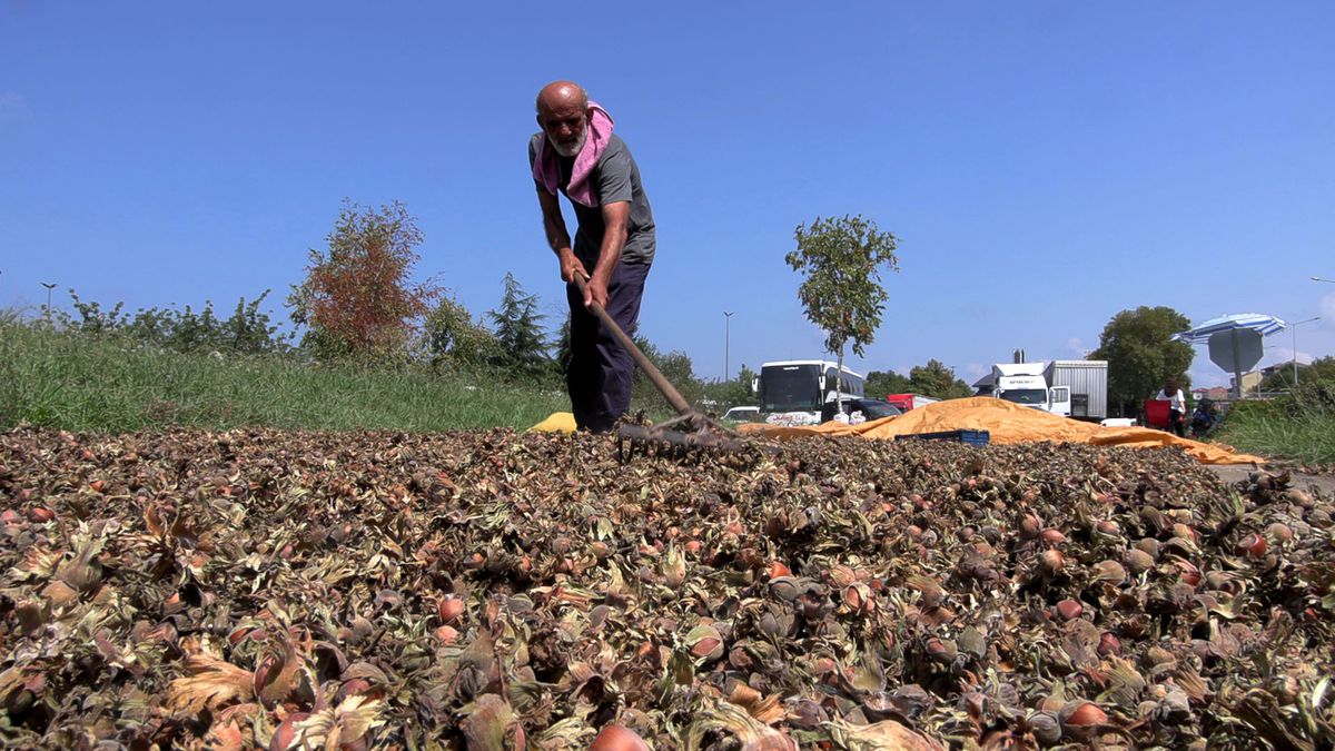 Karadeniz'de fındık hasadı sonrası kurutma mesaisi: Sahil yolunda nöbet