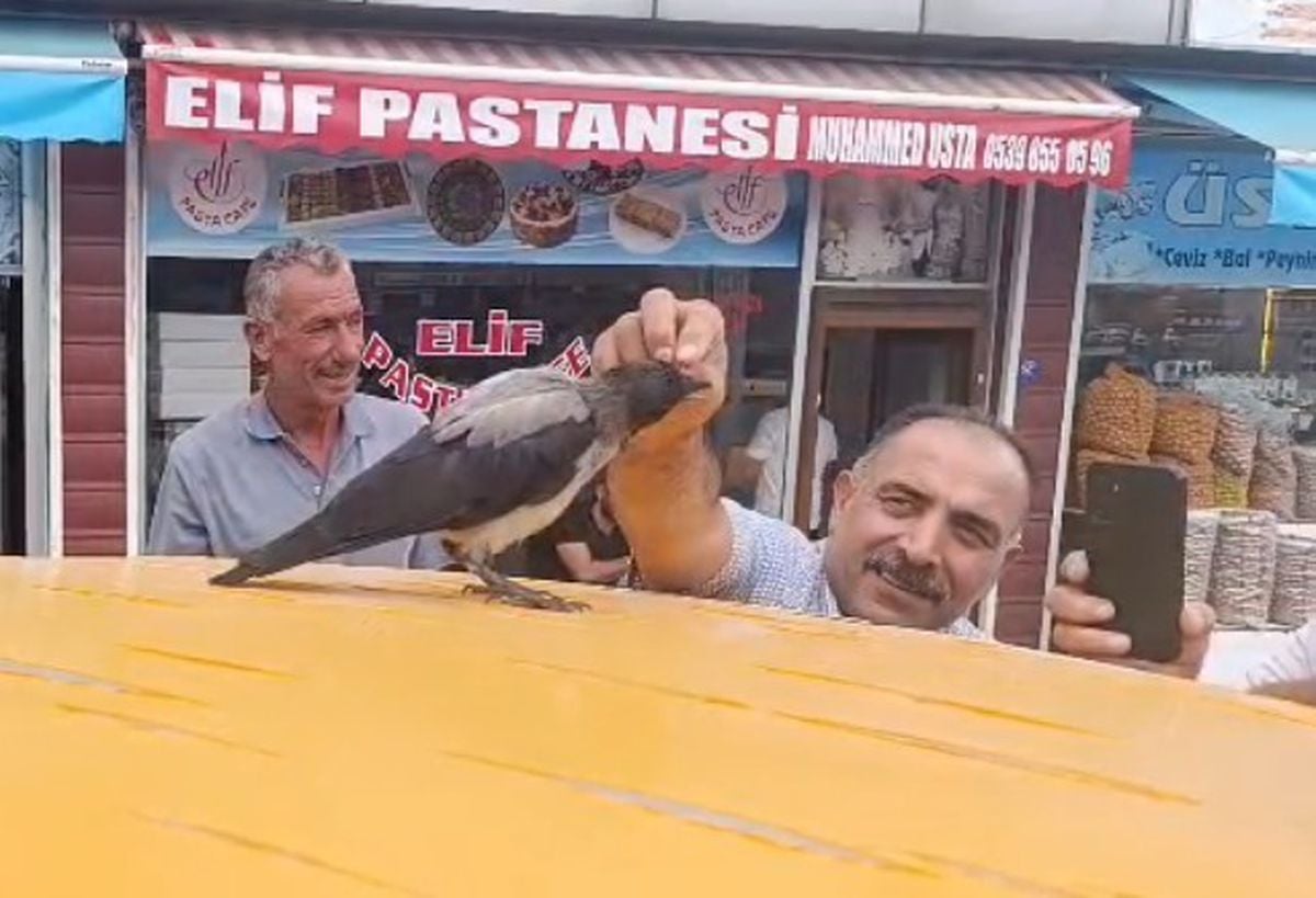 Kasabın iyileştirdiği karga, dükkanın müdavimi oldu