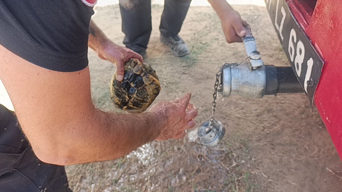 Manavgat'ta kaplumbağa kurtarıldı