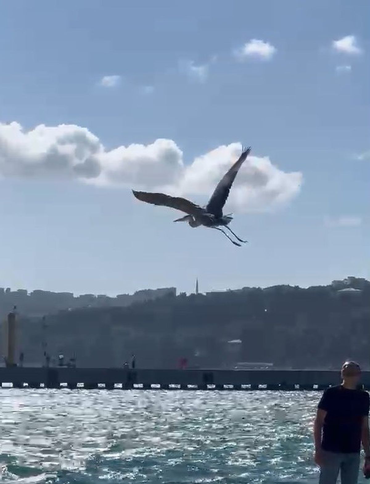 Sinop'ta Balıkçıl Kuşu İlgi Odağı Oldu