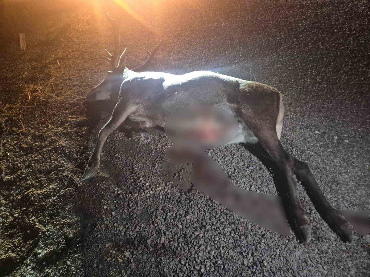 Geyik Otomobilin Çarpması Sonucu Telef Oldu