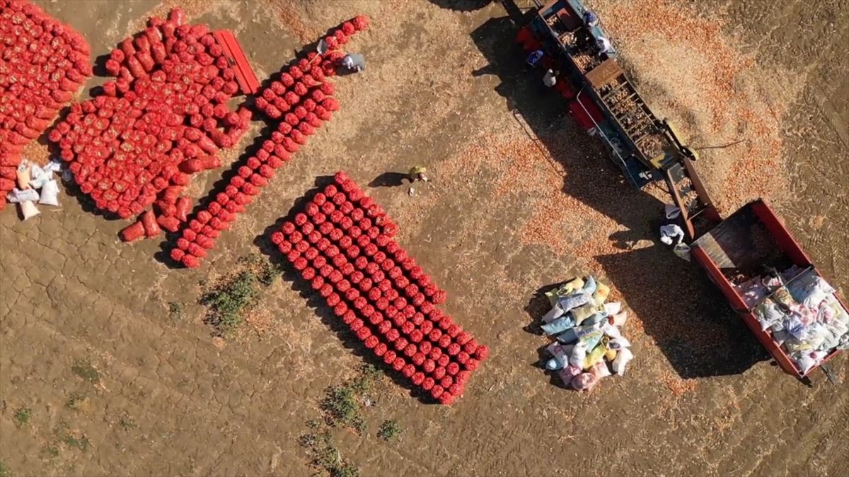 Tekirdağ Soğanında Hasat Başladı: 5 Bin 700 Ton Bekleniyor