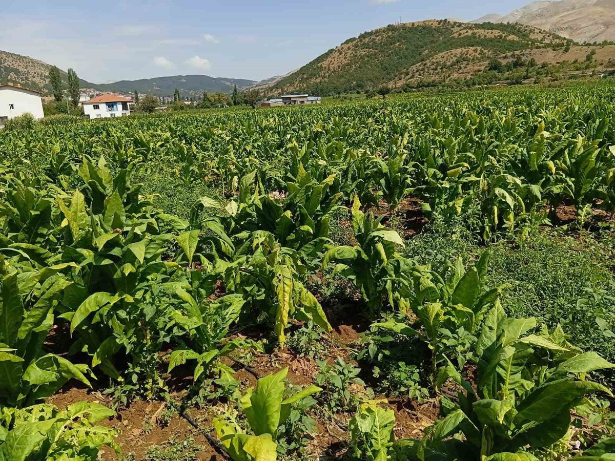 Dolu yağışı tütün tarlalarını vurdu