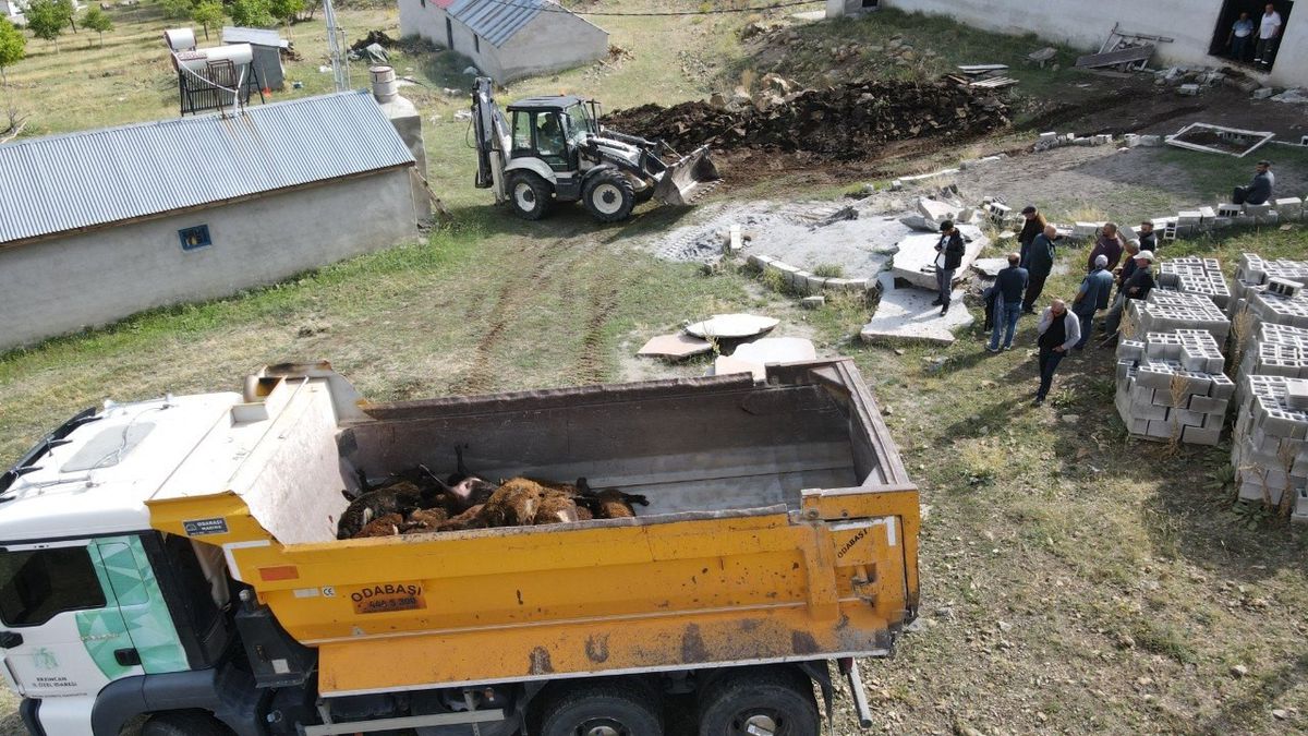 Erzincan'da Ayı Saldırısı: 144 Küçükbaş Hayvan Telef Oldu