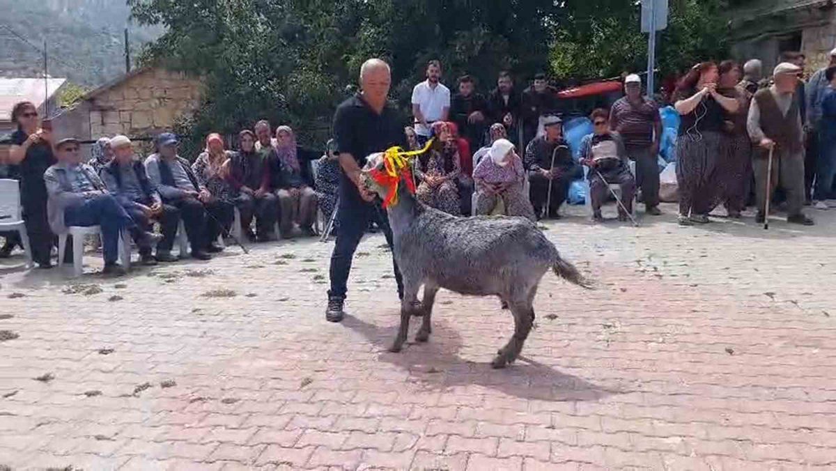 Mersin'de İlk Keçi Güzellik Yarışması