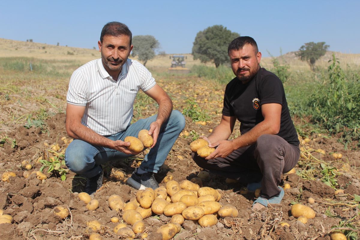 Aksaray'da patates fiyatları düştü, markette zam
