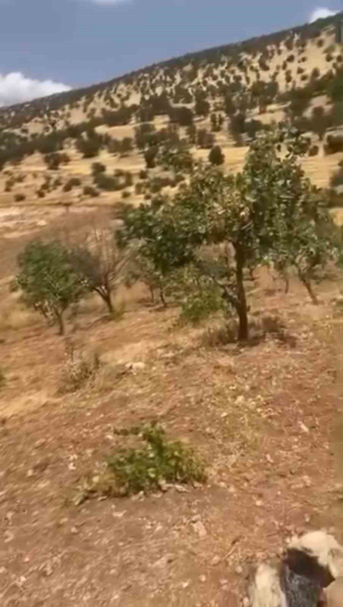 Siirt'te Yaban Domuzları Fıstık Bahçelerine Zarar Veriyor