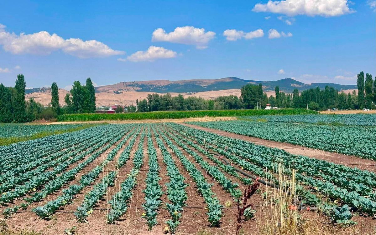 Sinanpaşa'da Brokoli Tarlalarında Kontrol