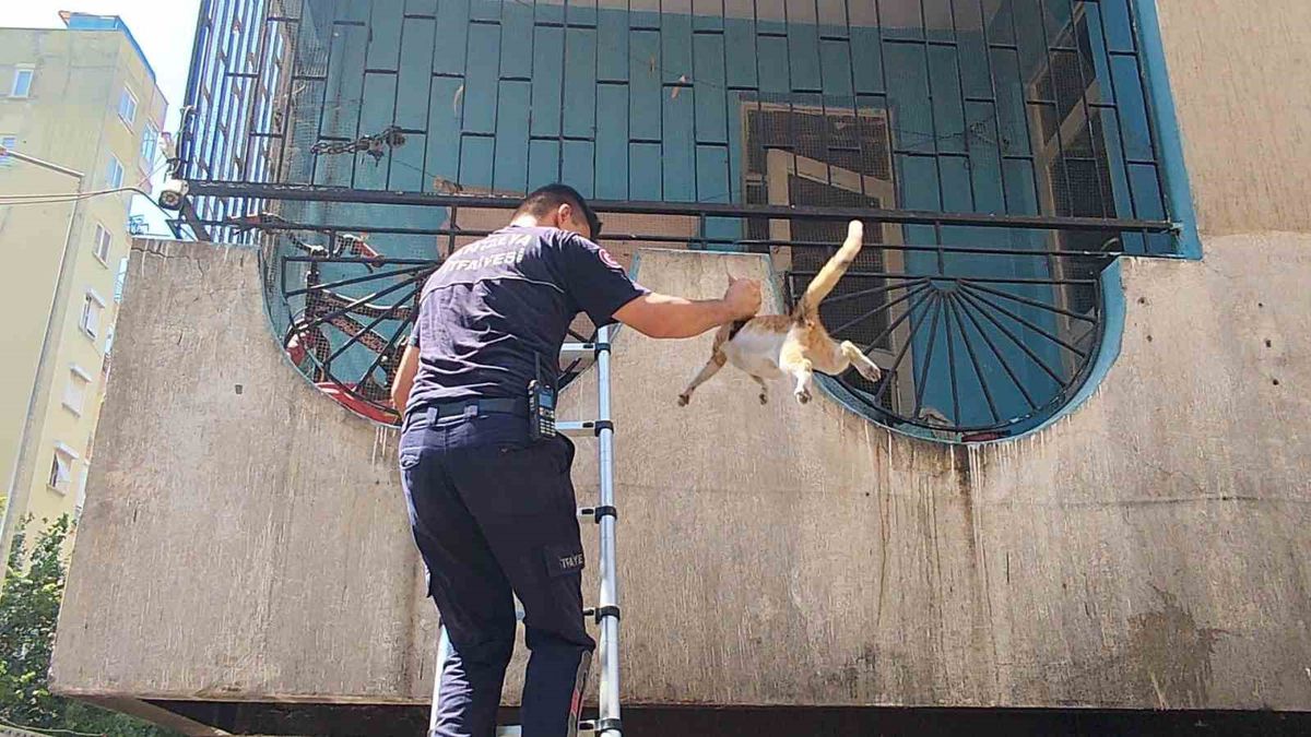 Antalya'da Yangın: Hamile Kedi Kurtarıldı