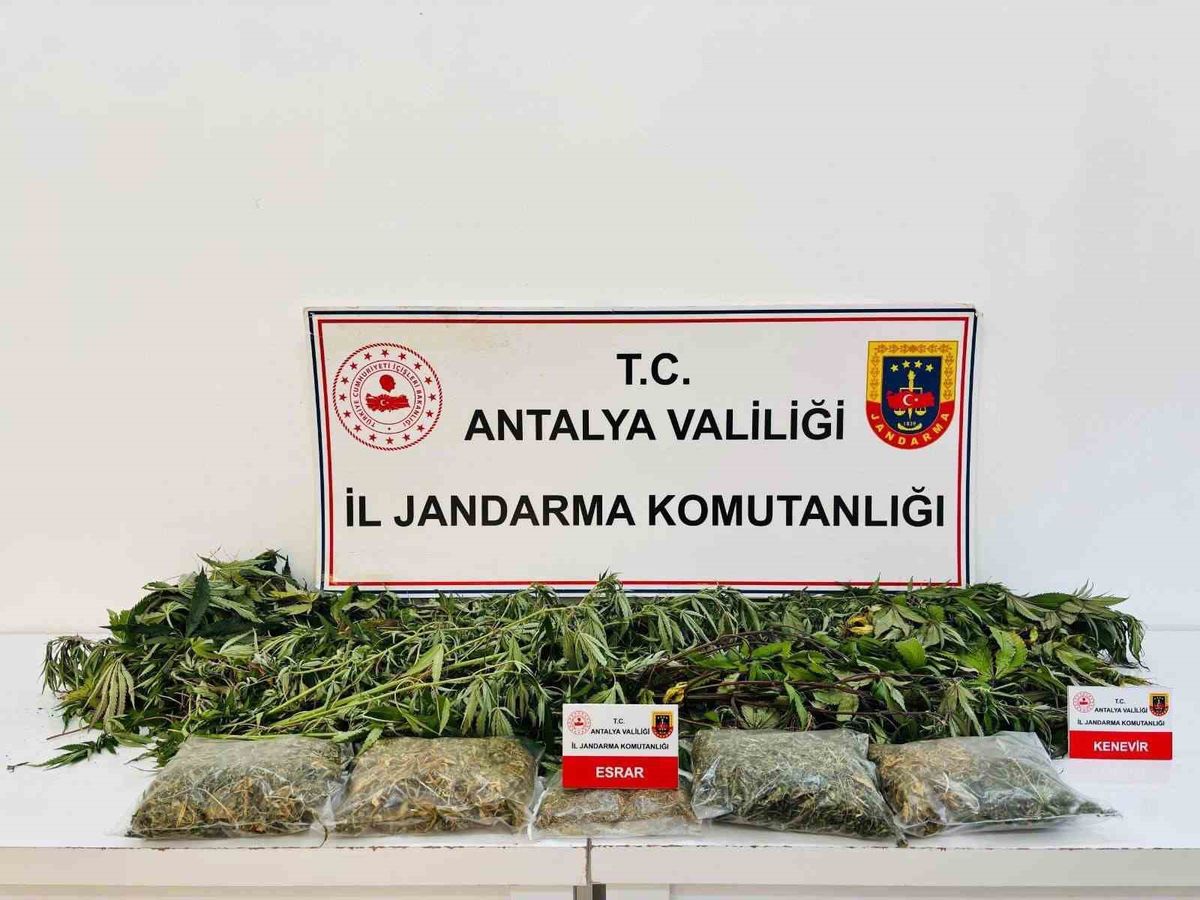 Alanya'da Uyuşturucu Operasyonu: 24 Kök Kenevir ve 2 Kilo 642 Gram Esrar Ele Geçirildi
