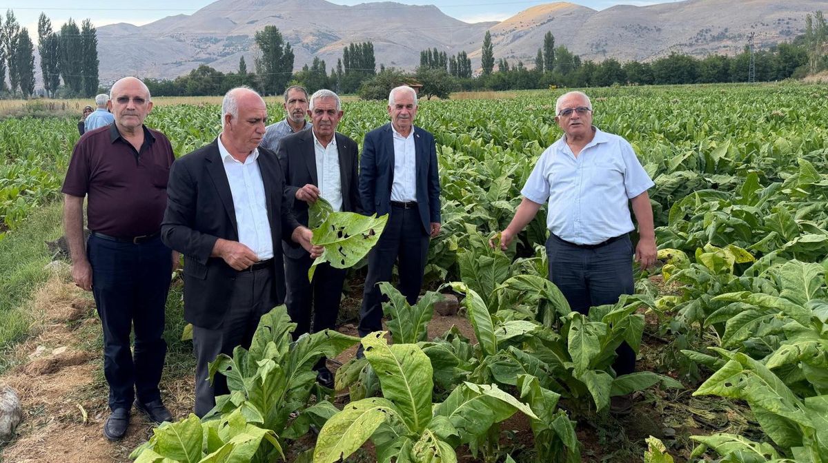 Çelikhan'da Dolu Felaketi Tütün Üreticilerini Vurdu