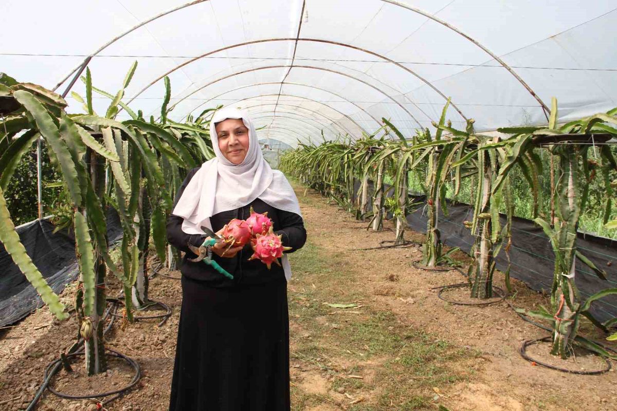 Kadın girişimciden Çarşamba'da bir ilk: Ejder meyvesinde hasat başladı