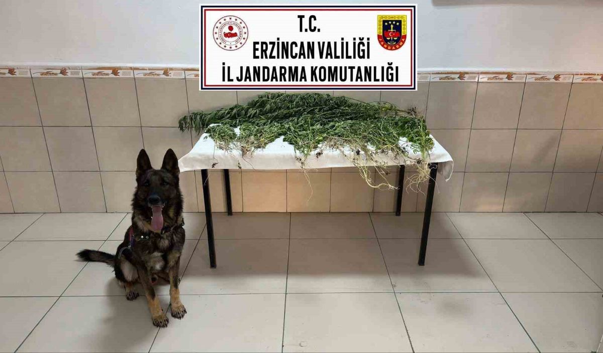 Erzincan'da Uyuşturucu Operasyonu: 227 Kök Kenevir Ele Geçirildi, 2 Tutuklama