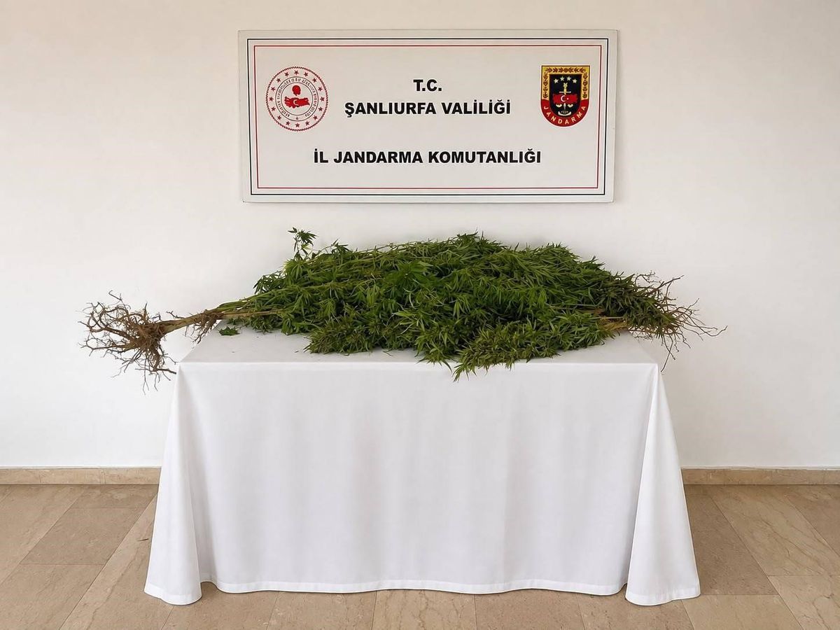 Şanlıurfa'da Kenevir Operasyonu: 8 Kök Ele Geçirildi