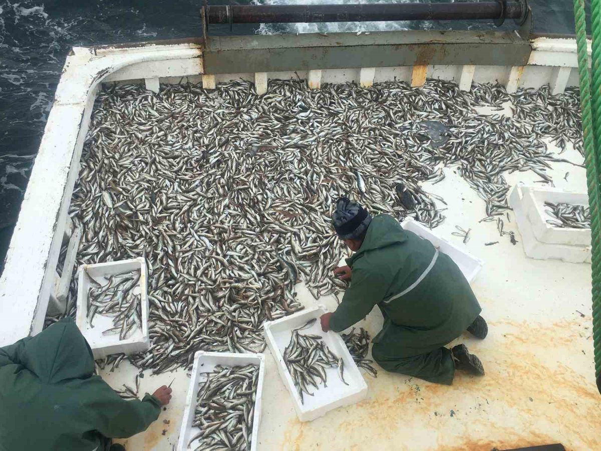 Karadeniz'de Sezonun İlk Trol Ağından 20 Kasa Mezgit Çıktı