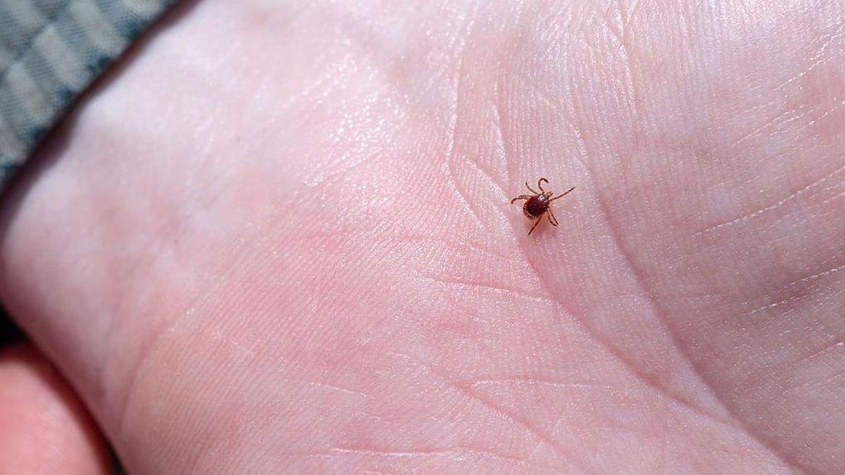 Kene Isırması Kaynaklı Lyme Hastalığı Vakaları Artıyor: Yeni Aşı ve İlaç Çalışmaları Umut Veriyor