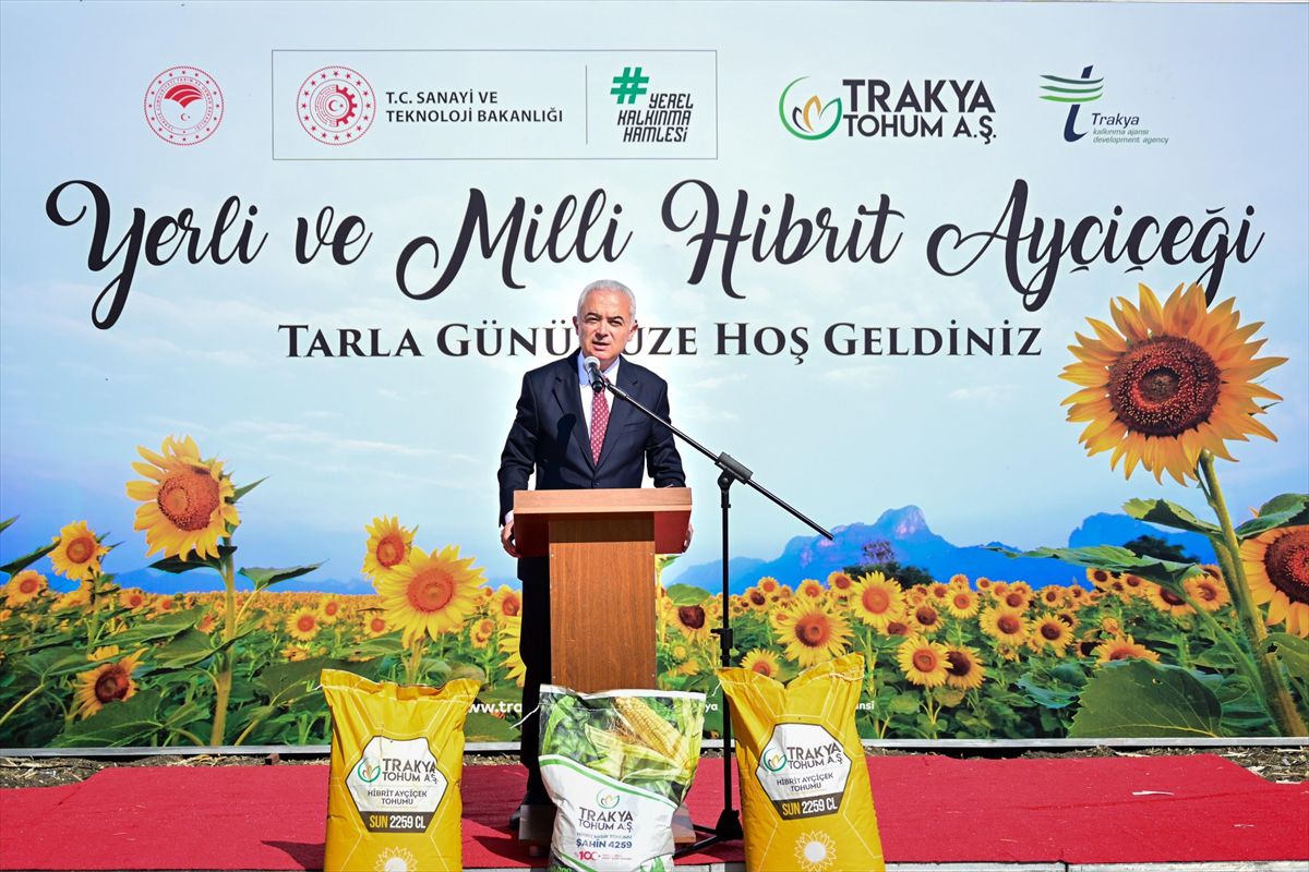 Kırklareli'nde Yerli Hibrit Ayçiçeği Hasadı